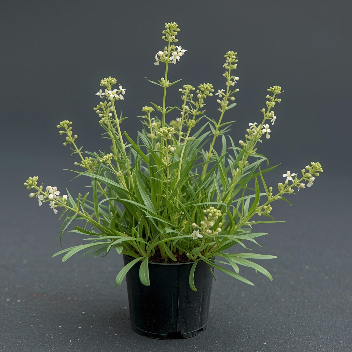 Northern Bedstraw 1 Gal | BC Native Wildflower | Shackan Nursery Copy this text - Image 3