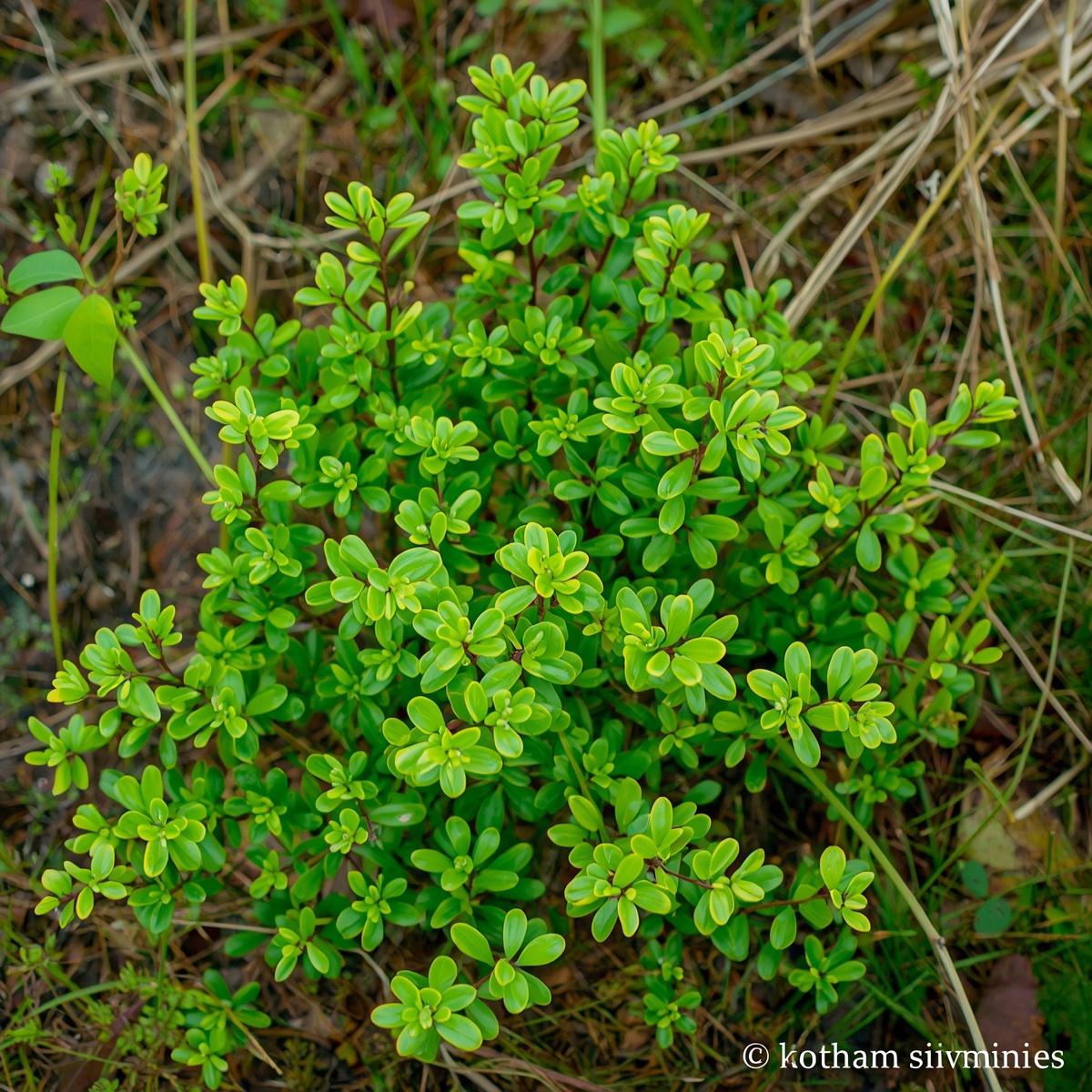 False Box Plug | BC Native Evergreen Cover | Shackan Nursery - Image 2