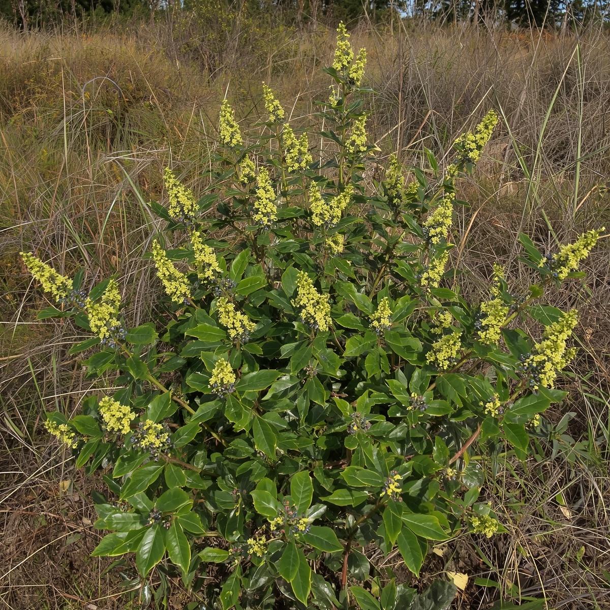 Tall Oregon Grape Plug | BC Native Evergreen | Shackan Nursery - Image 2