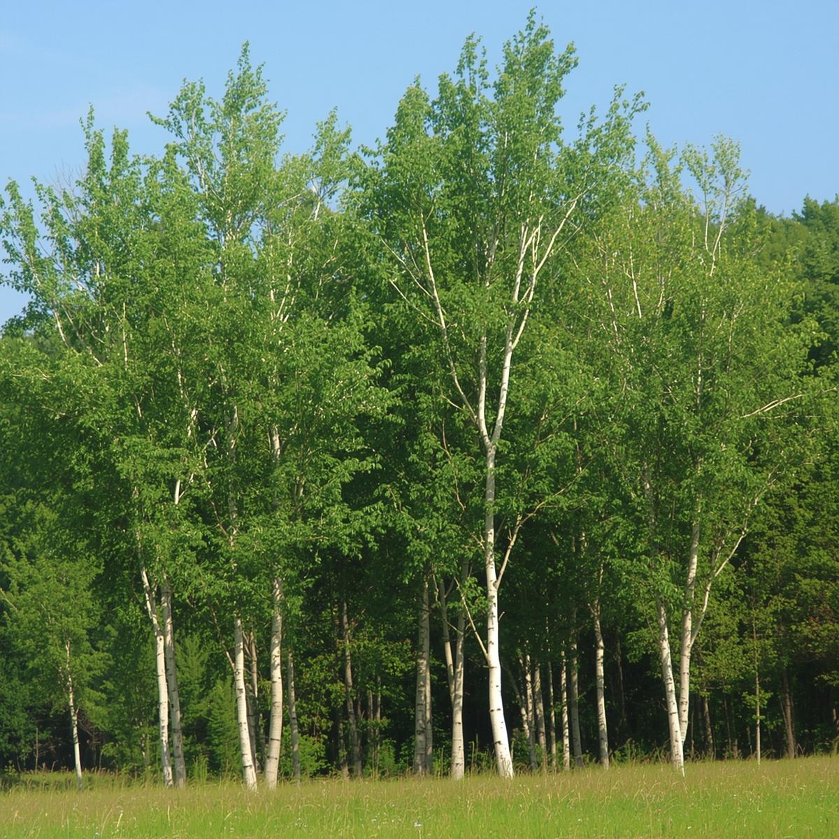 Trembling Aspen Plug | BC Native Tree | Shackan Nursery - Image 2
