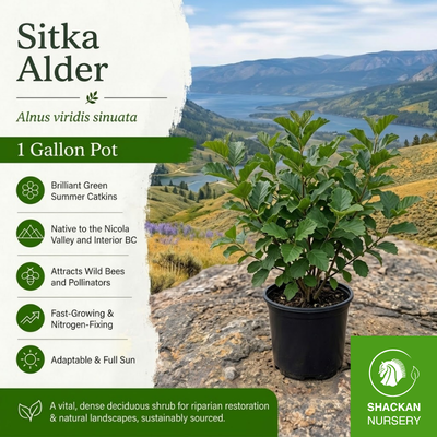 Sitka Alder 1 Gallon | BC Native Riparian Tree | Shackan Nursery
