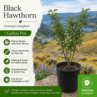 Black Hawthorn 1 Gal | BC Native Hedgerow Tree | Shackan Nursery
