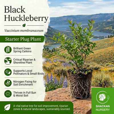 Black Huckleberry Plug | BC Native Berry Shrub | Shackan Nursery