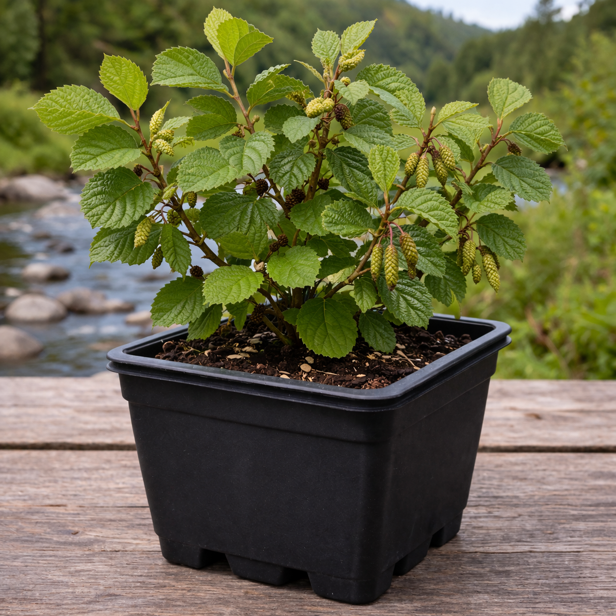 Alder Starter Plug | BC Native Riparian Tree | Shackan Nursery - Image 3