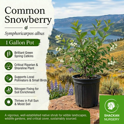 Common Snowberry 1 Gal | BC Native Shrub | Shackan Nursery