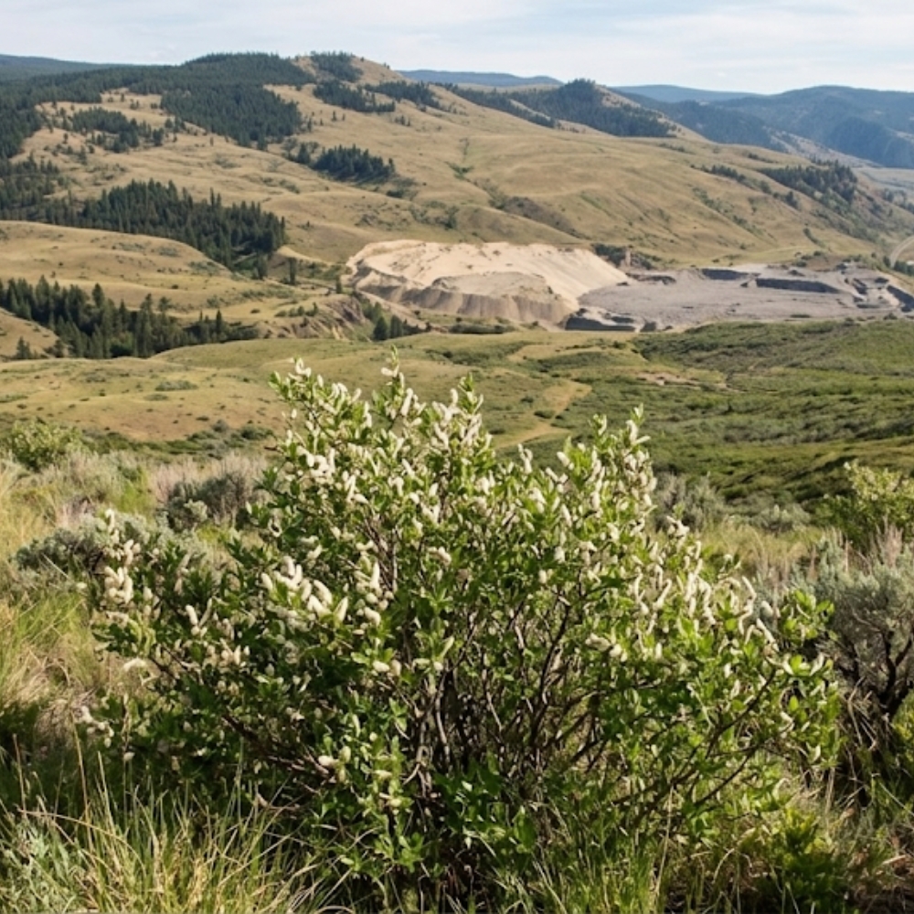 Barkley Willow 1 Gal | BC Native Willow Stakes | Shackan Nursery - Image 2
