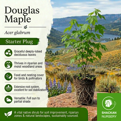 Douglas Maple Plug | BC Native Fall Colour Tree | Shackan Nursery