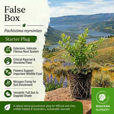 False Box Plug | BC Native Evergreen Cover | Shackan Nursery