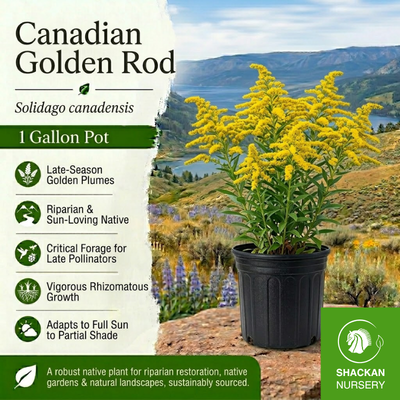 Canada Goldenrod 1 Gal | Late-Season Nectar | Shackan Nursery