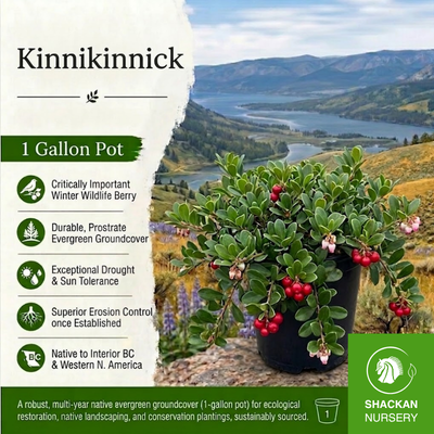 Kinnikinnick 1 Gal | BC Native Groundcover | Shackan Nursery
