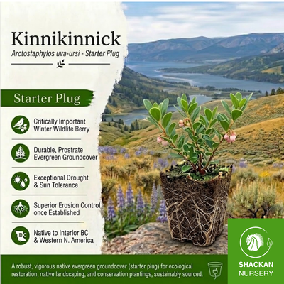 Kinnikinnick Plug | BC Native Groundcover | Shackan Nursery
