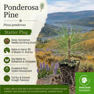 Ponderosa Pine Plug | BC Native Dry-Site Pine | Shackan Nursery