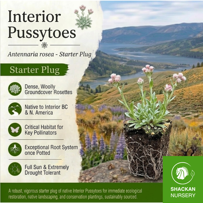 Pussytoes Plug | BC Native Groundcover | Shackan Nursery