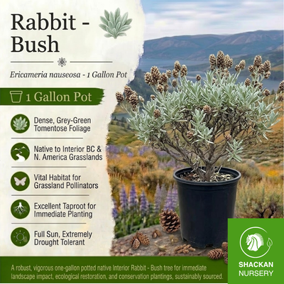 Rabbit Brush 1 Gal | BC Native Pollinator Shrub | Shackan Nursery