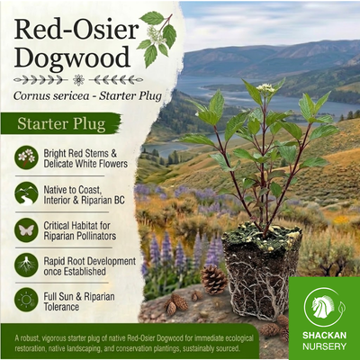 Red-Osier Dogwood Plug | BC Native Live Stakes | Shackan Nursery
