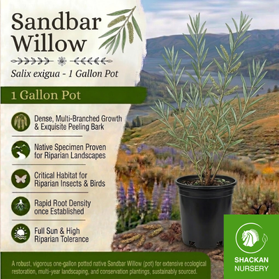 Sandbar Willow 1 Gal | BC Native Willow Stakes | Shackan Nursery