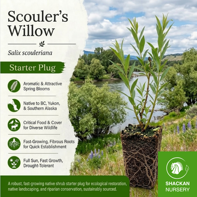 Scouler’s Willow Plug | BC Native Upland Willow | Shackan Nursery