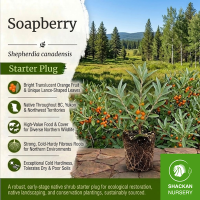 Soapberry Plug | BC Native Edible Shrub | Shackan Nursery