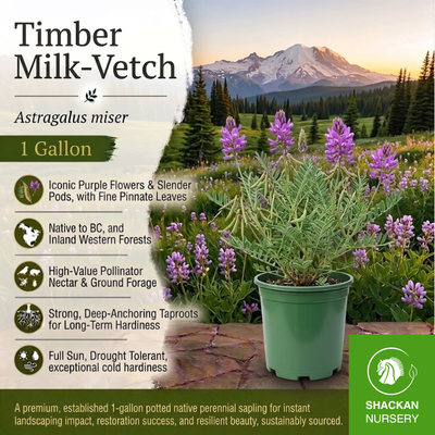 Timber Milk Vetch 1 Gal | BC Native Legume | Shackan Nursery