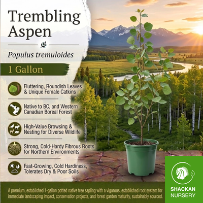 Trembling Aspen 1 Gal | BC Native Tree | Shackan Nursery