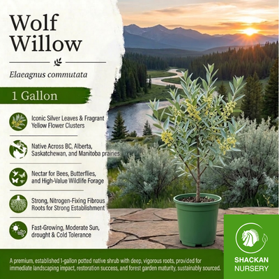 Wolf Willow 1 Gal | BC Native Silverberry Shrub | Shackan Nursery