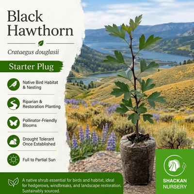 Black Hawthorn Plug | BC Native Hedgerow Tree | Shackan Nursery