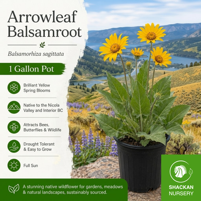 Arrowleaf Balsamroot 1 Gallon | BC Native Grassland Wildflower | Shackan