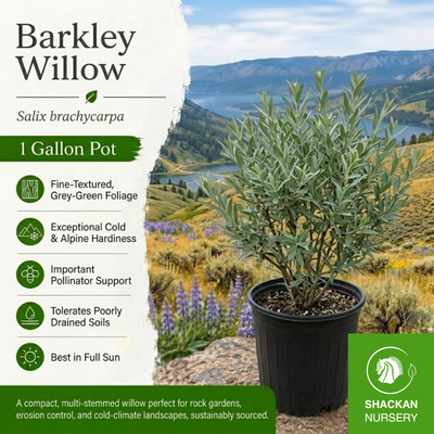 Barkley Willow 1 Gal | BC Native Willow Stakes | Shackan Nursery
