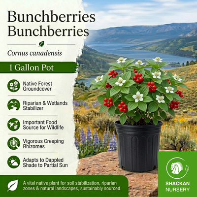 Bunchberry 1 Gal | BC Native Forest Groundcover | Shackan Nursery