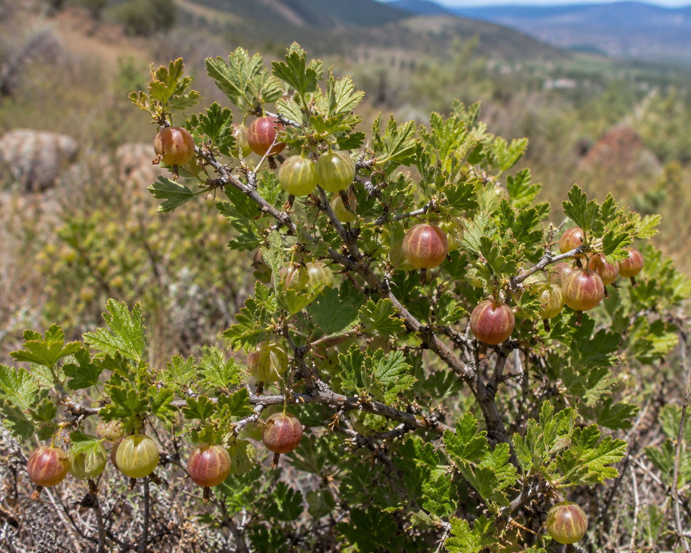 Northern Gooseberry 1 Gal | BC Native Fruit Bush | Shackan - Image 2