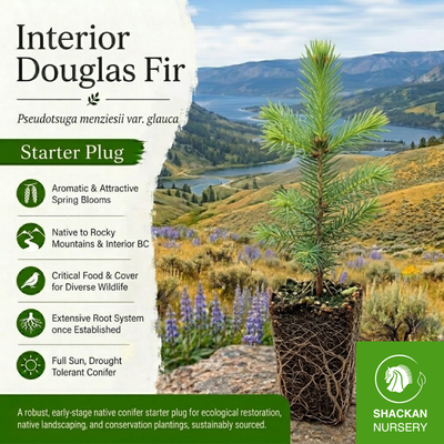 Interior Douglas Fir  Plug | BC Native Conifer | Shackan Nursery