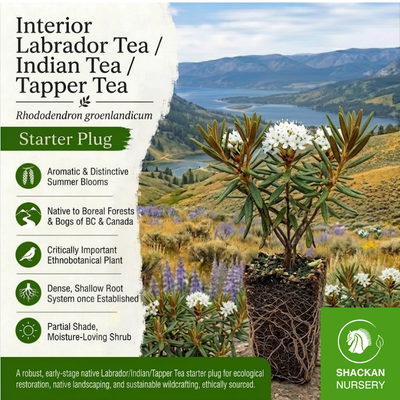 Labrador Tea Plug | BC Native Herb Shrub | Shackan Nursery