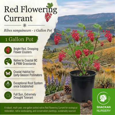 Red Flowering Currant 1 Gal | BC Native Shrub | Shackan Nursery