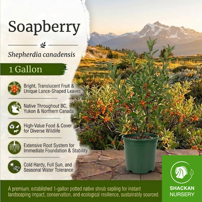 Soapberry Starter 1 Gal | BC Native Edible Shrub | Shackan Nursery