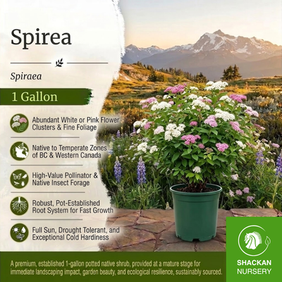 Spirea 1 Gallon Pot