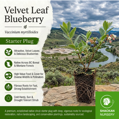 Velvet leaf Blueberry