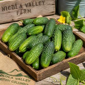 Pickling cucumbers Nicola Valley | Shackan Nursery
